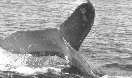 Humpback whales near Brier Island. Many whales, dolphins, porpoises, and seals travel through the Bay of Fundy along Nova Scotia. Canadian Tourism Commission photo.